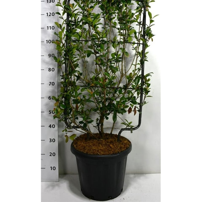 Glansmispel – Photinia fraseri 'Carré Rouge' - C25 100 cm. Scherm